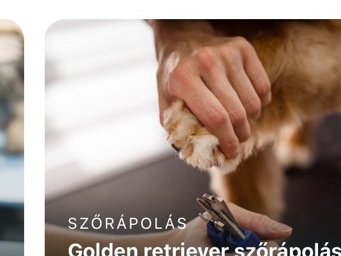 Golden retriever szőrápolás