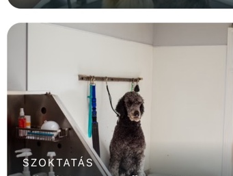 Kölyökkutya első alkalma