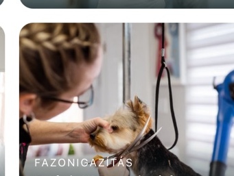 Spániel fazonfrissítés